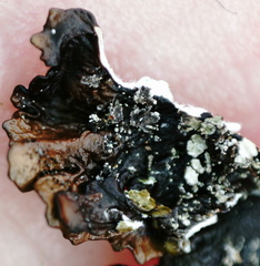 Xanthoparmelia loxodes