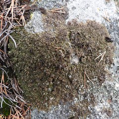 Xanthoparmelia loxodes