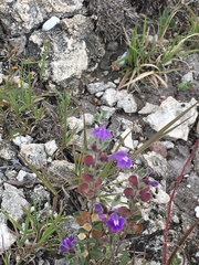 Scutellaria potosina