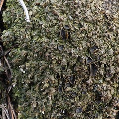 Xanthoparmelia loxodes