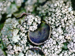 Xanthoparmelia loxodes