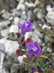 Scutellaria potosina
