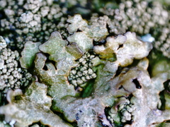 Xanthoparmelia loxodes