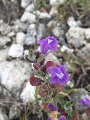Scutellaria potosina