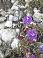 Scutellaria potosina