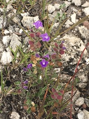 Scutellaria potosina