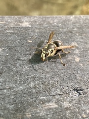 Dolichovespula maculata