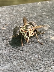 Dolichovespula maculata