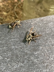 Dolichovespula maculata