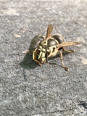 Dolichovespula maculata