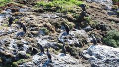 Poikilocarbo gaimardi