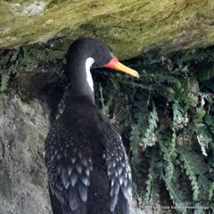 Poikilocarbo gaimardi