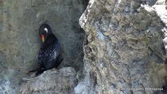 Poikilocarbo gaimardi