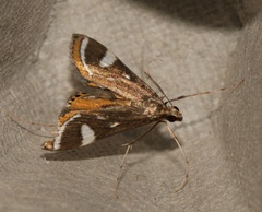 Strepsinoma croesusalis