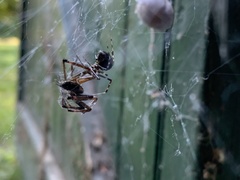 Metepeira labyrinthea