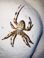 Araneus diadematus