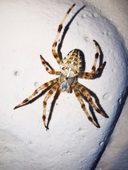 Araneus diadematus