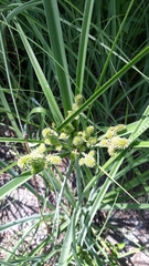 Cyperus ligularis image
