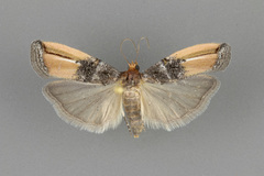 Dasypyga alternosquamella