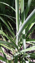 Cyperus ligularis image