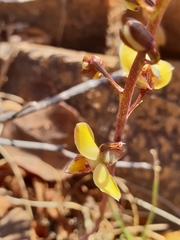 Eulophia tuberculata