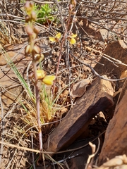Eulophia tuberculata