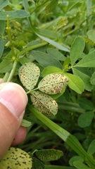 Pseudopeziza trifolii