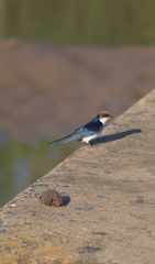 Hirundo smithii smithii