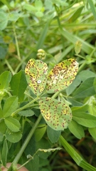 Pseudopeziza trifolii