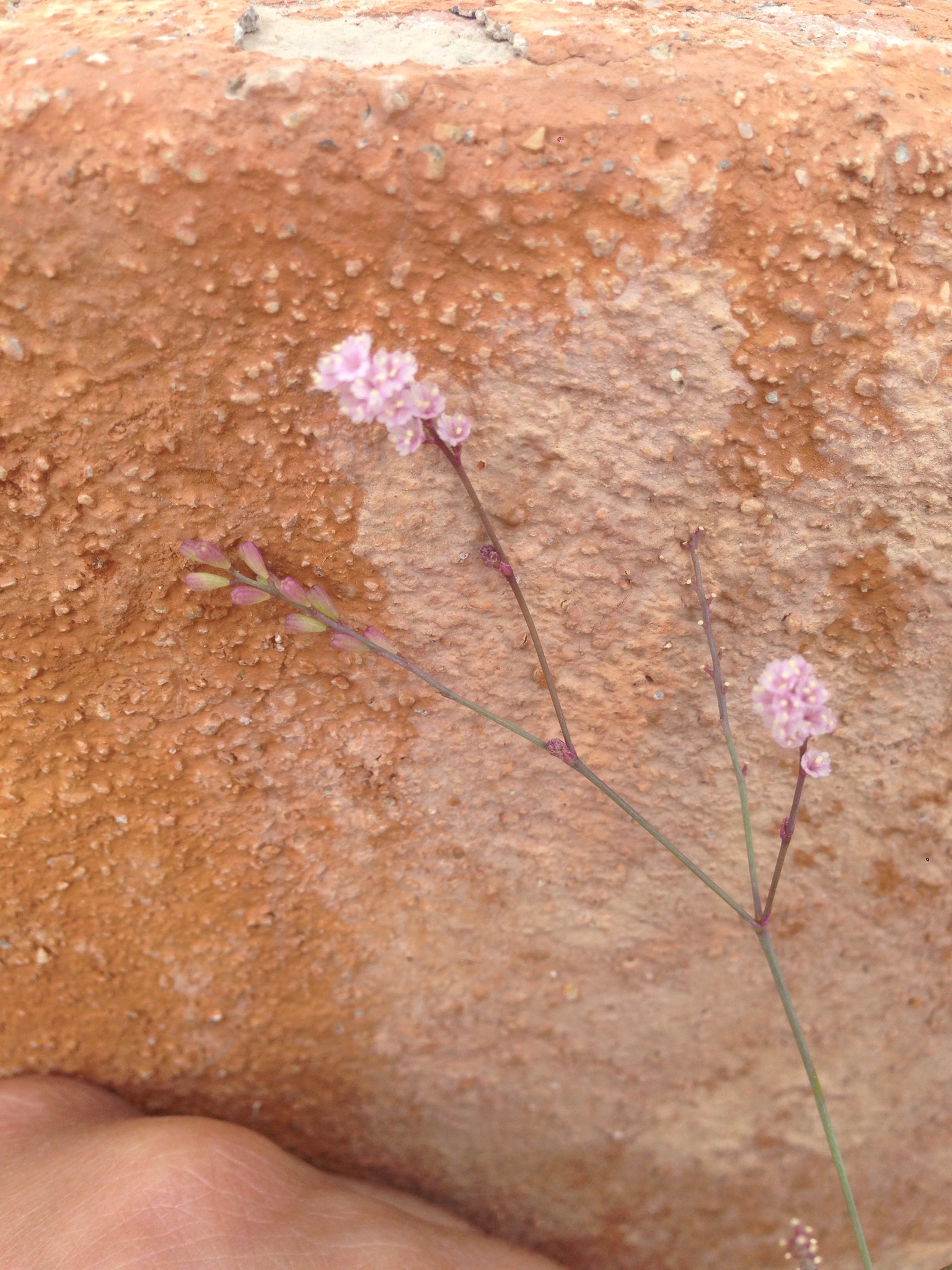 Boerhavia torreyana