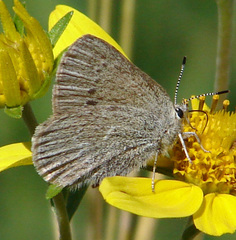 Satyrium semiluna
