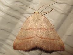 Destutia excelsa