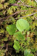Hydrocotyle americana