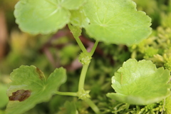 Hydrocotyle americana