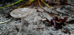 Amanita vaginata vaginata