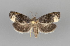 Ecdytolopha nigrita