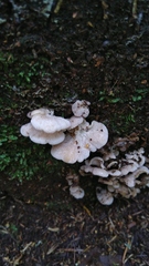 Fungi
