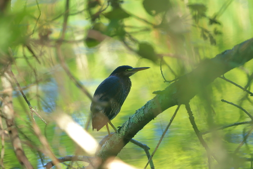 Green Heron photographed in Rhode Island