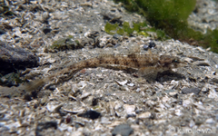 Odontopyxis trispinosa