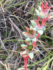 Echeveria heterosepala