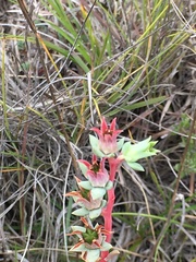 Echeveria heterosepala
