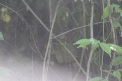 Synallaxis erythrothorax