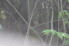 Synallaxis erythrothorax