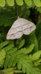 Perizoma parallelolineatum