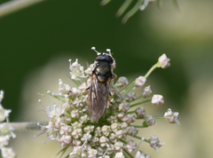 Cheilosia scutellata