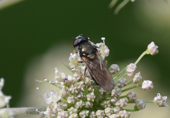 Cheilosia scutellata