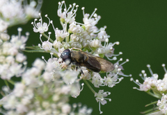 Cheilosia scutellata