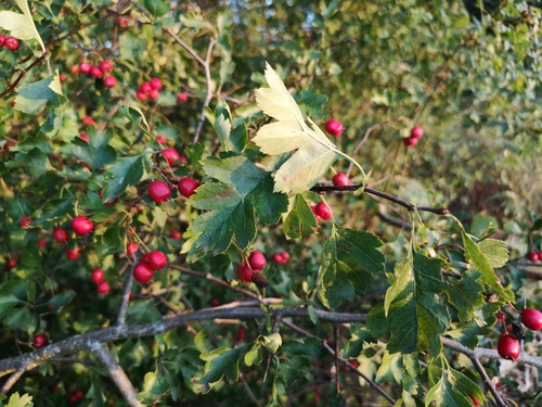 Image of Crataegus rhipidophylla by (c) Jens-Christian Svenning, some rights reserved (CC BY)