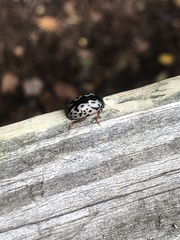 Calligrapha multipunctata