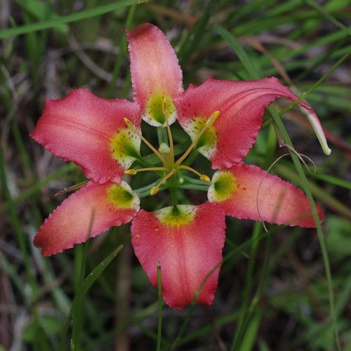 Lilium catesbaei image